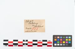 Etikett zu Bronzekugelkopfnadel (NHMW-PRAE-026147)